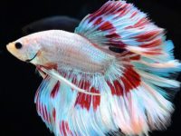 bamboo in betta fish tank