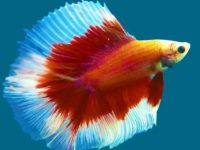 betta fish bulge belly