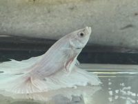 betta fish on the bottom of tank