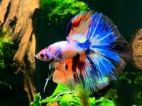 betta fish setup tank