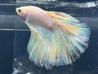 betta fish temperature water