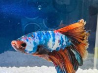 betta fish won't eat