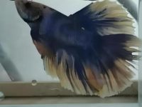 can betta fish fins grow back?