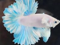 can betta fish survive in tap water?