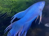 can betta live with other fish?