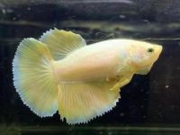 can female betta fish live with other fish?