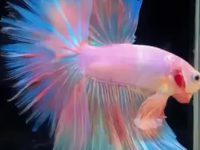 caring for a betta fish