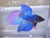 do betta fish eat other fish?