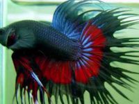 does betta fish bite?