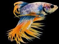 good water temp for betta fish