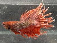 how betta fish breed?