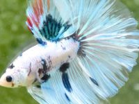 how long do betta fishes live?