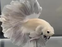 how long to acclimate betta fish?