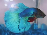 how many times do you feed betta fish a day?