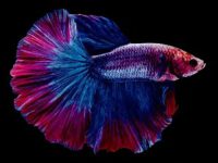 how much do i feed betta fish?