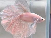 how much does betta fish eat?