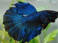 how much water do betta fish need?