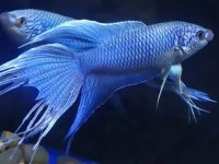 how often should you clean a betta fish tank?