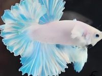 how to change a betta fish water?