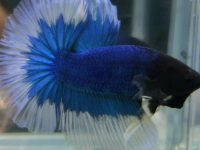 how to mate a betta fish?