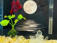 how to set up a fish tank for betta?