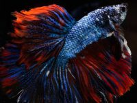 how to tell a betta fish gender?