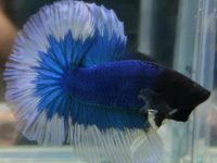 how to treat tap water for betta fish?