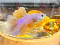 is betta tropical fish?