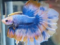 largest betta fish in the world