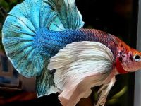 life expectancy of betta fish