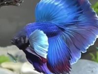 my betta fish is not eating