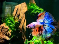 plants safe for betta fish