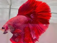 what is the average lifespan of a betta fish?