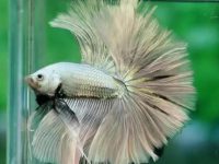 what temp water does a betta fish need?