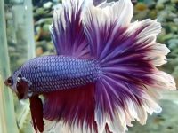 what type of fish can live with a betta?