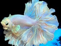 what type of water to use for betta fish?
