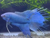 where does a betta fish live?