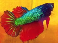 why do betta fish flare their gills?