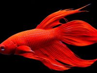 why does betta fish blow bubbles?