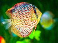 discus fish lifespan