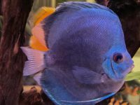 discus fish species