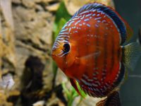 discus fish tank setup