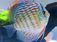 how big do discus fish get?