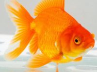 gold fish water temp