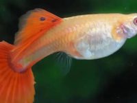how do you tell if a guppy is pregnant?