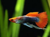 how long are guppies pregnant for?