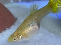 how to care for a guppy?