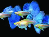 how to tell if a guppy is male or female?