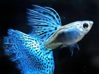 what do guppy eggs look like?