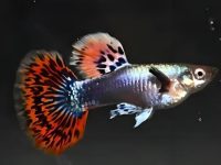 what fish can guppies live with?